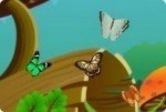 Collectionner les papillons Collectionner les papillons