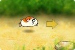 Course de hamsters Course de hamsters