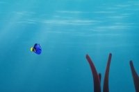 Dory continue à nager Dory continue à nager