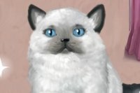 Madame Kitty Madame Kitty