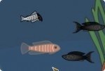 Poisson spécial Poisson spécial