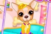 Prends Soin du chihuahua Prends Soin du chihuahua